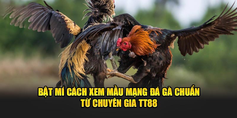 Bật Mí Cách Xem Mầu Mạng Đá Gà Chuẩn Từ Chuyên Gia TT88