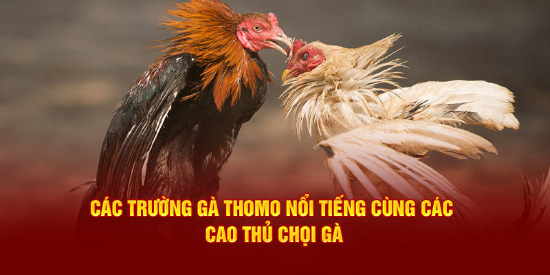 Các trường gà Thomo nổi tiếng cùng các cao thủ chọi gà