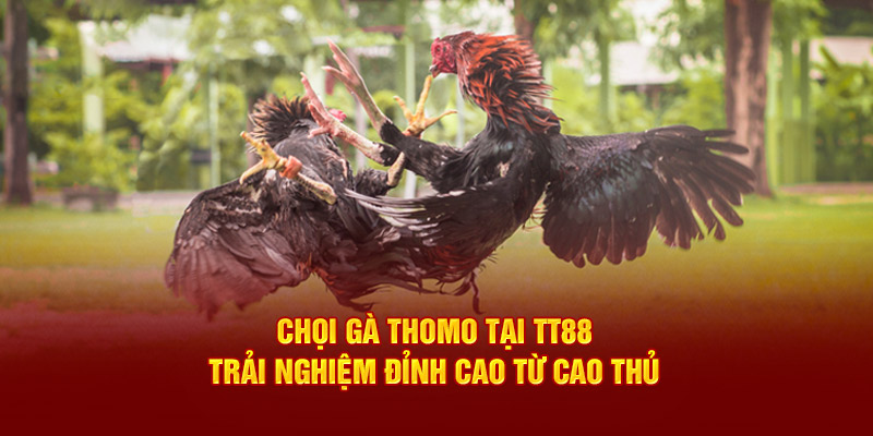 Chọi Gà Thomo Tại TT88: Trải Nghiệm Đỉnh Cao Từ Cao Thủ