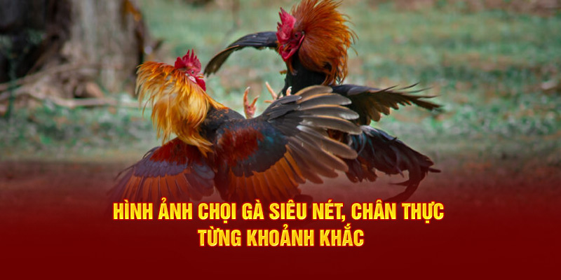 Hình ảnh chọi siêu nét, chân thực từng khoảnh khắc