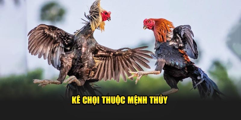 Kê chọi thuộc mệnh Thủy