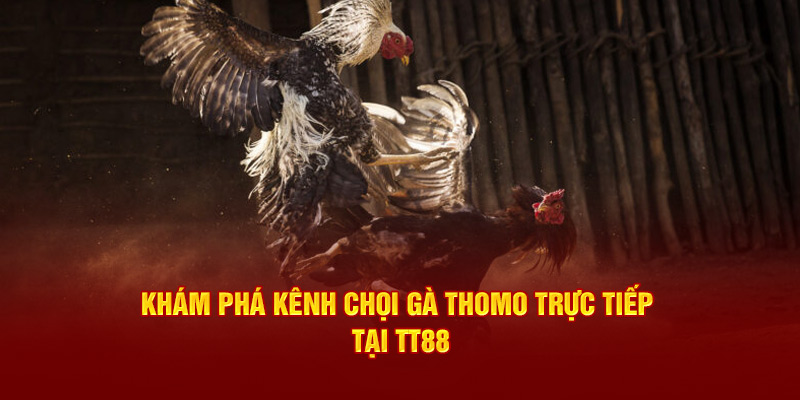 Khám phá kênh chọi gà Thomo trực tiếp tại nhà cái