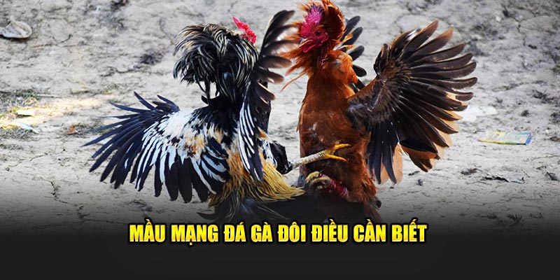 Mầu mạng đá gà đôi điều cần biết