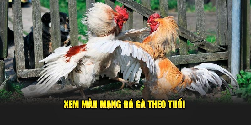 Xem mầu mạng đá gà theo tuổi